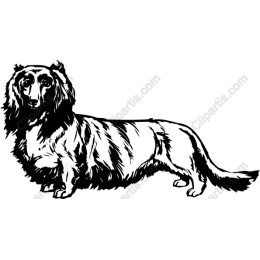 Charming Long-Haired Dog