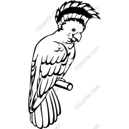 Cockatoo
