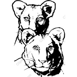 Majestic Lioness Duo