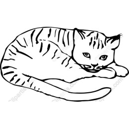 Charming Cat
