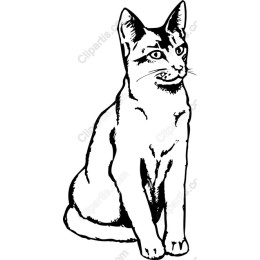 Elegant Cat
