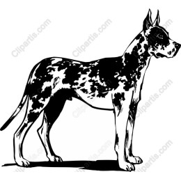 Great Dane