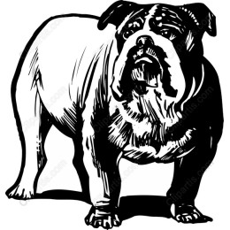 Bulldog