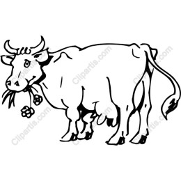 Playful Cow