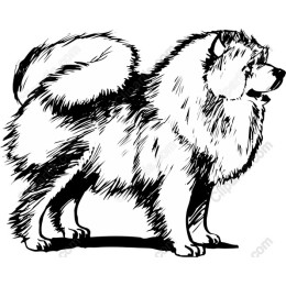 Siberian Husky