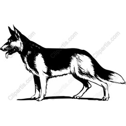 German Shepherd