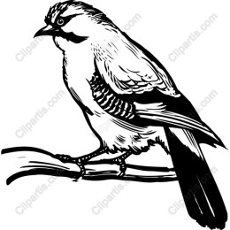 Perched Bird