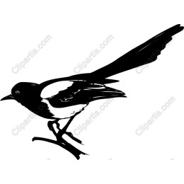 Black and White Magpie