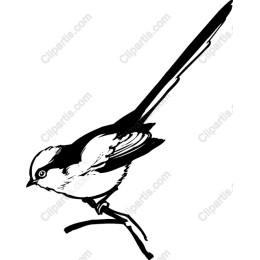 Elegant Bird