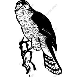 Majestic Hawk