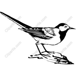 Elegant Bird