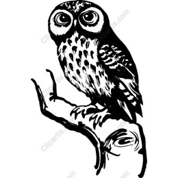 Elegant Owl
