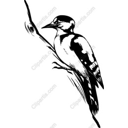 Woodpecker Perched