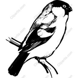 Elegant Black and White Bird