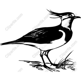 Elegant Black and White Bird