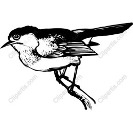 Elegant Bird