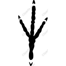 Bird Footprint