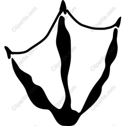 Bird Footprint