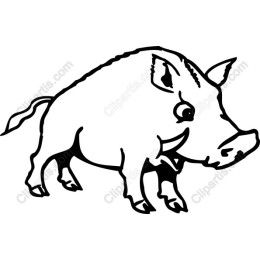 Playful Wild Boar