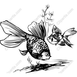 Elegant Goldfish
