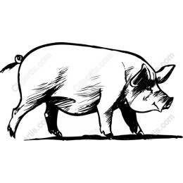 Charming Hand-Drawn Pig