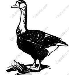 Elegant Goose