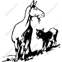 Charming Goat and Calf