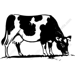 Grazing Cow Vintage