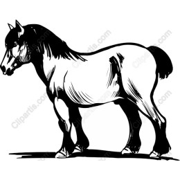Majestic Horse