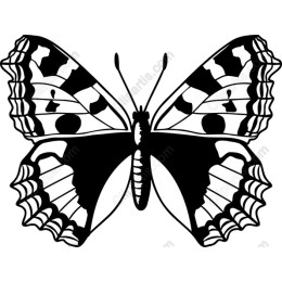 Elegant Butterfly