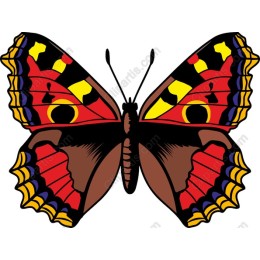 Vibrant Butterfly