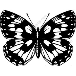 Elegant Monarch Butterfly