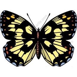 Vibrant Butterfly