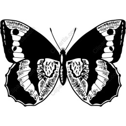 Black-and-White Butterfly