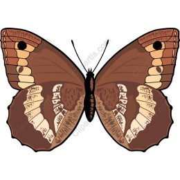 Elegant Butterfly