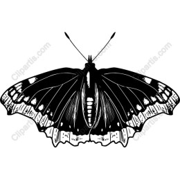 Artistic Black and White Butterfly