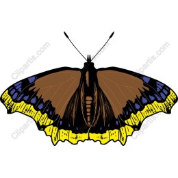 Stunning Butterfly