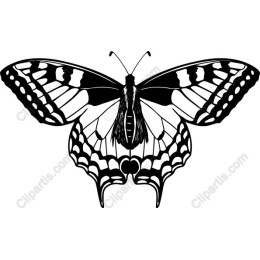 Elegant Butterfly
