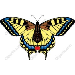Vibrant Butterfly