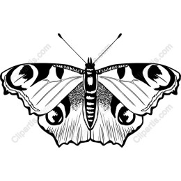 Elegant Butterfly