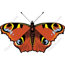 Vibrant Peacock Butterfly