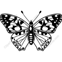 Elegant Butterfly
