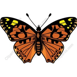 Vibrant Butterfly
