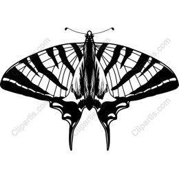 Elegant Butterfly
