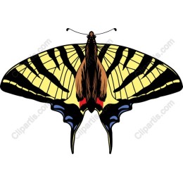 Swallowtail Butterfly