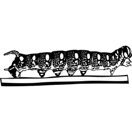 Caterpillar