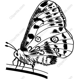 Elegant Butterfly