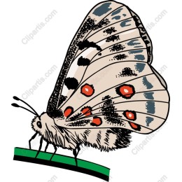 Elegant Butterfly