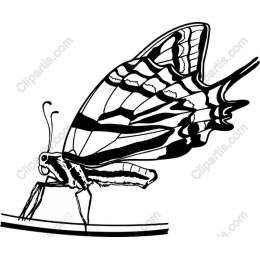 Elegant Black and White Butterfly