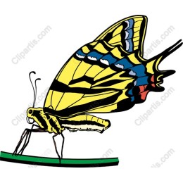 Vibrant Butterfly